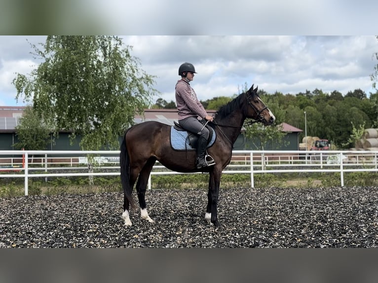 Demi-sang polonais Hongre 3 Ans 156 cm Bai cerise in Strzeszyn