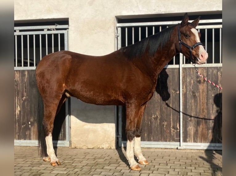 Demi-sang polonais Hongre 3 Ans 158 cm Bai in G&#xF6;rlitz