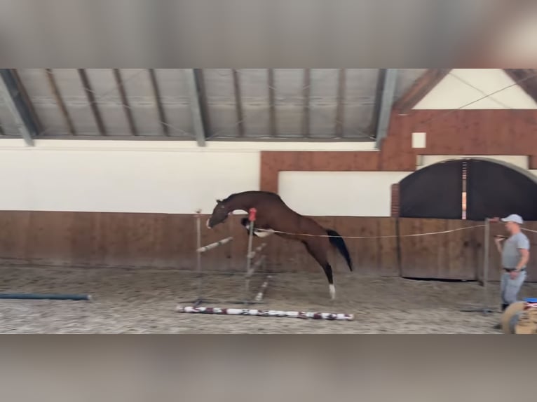 Demi-sang polonais Hongre 3 Ans 164 cm Bai in Leszno