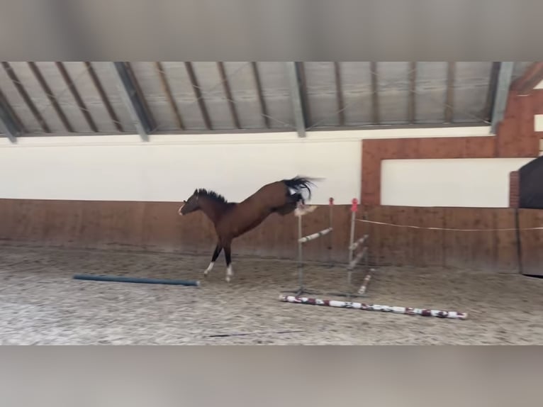 Demi-sang polonais Hongre 3 Ans 164 cm Bai in Leszno