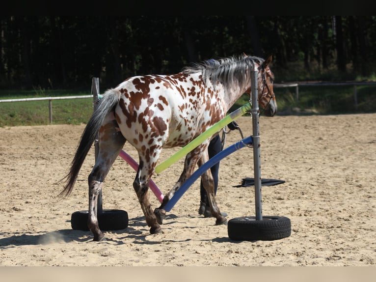 Demi-sang polonais Hongre 3 Ans 165 cm Léopard in Santok