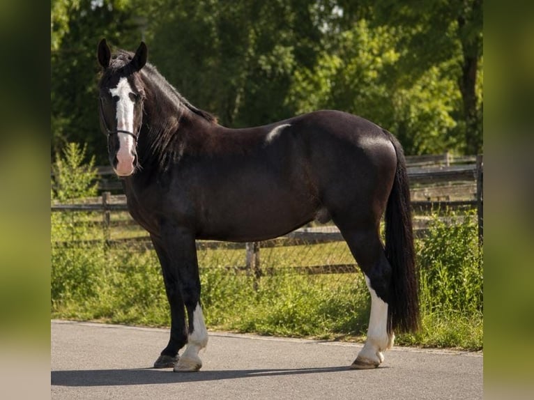 Demi-sang polonais Hongre 3 Ans 170 cm Noir in Weert