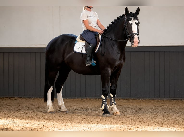 Demi-sang polonais Hongre 3 Ans 170 cm Noir in Weert