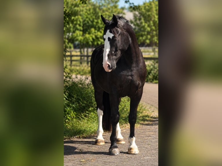 Demi-sang polonais Hongre 3 Ans 170 cm Noir in Weert