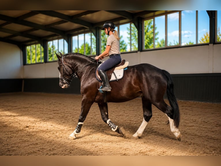 Demi-sang polonais Hongre 3 Ans 170 cm Noir in Weert