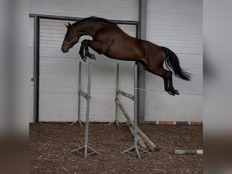 Demi-sang polonais Hongre 3 Ans 173 cm Bai in Złotów