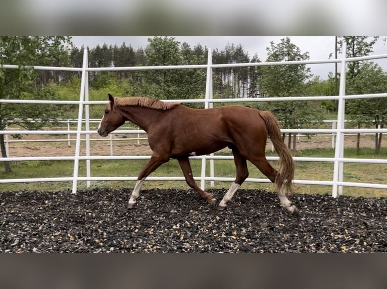 Demi-sang polonais Hongre 3 Ans Alezan in Strzeszyn