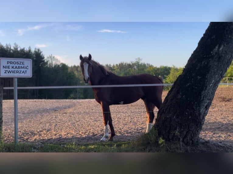 Demi-sang polonais Hongre 3 Ans Alezan in Strzeszyn