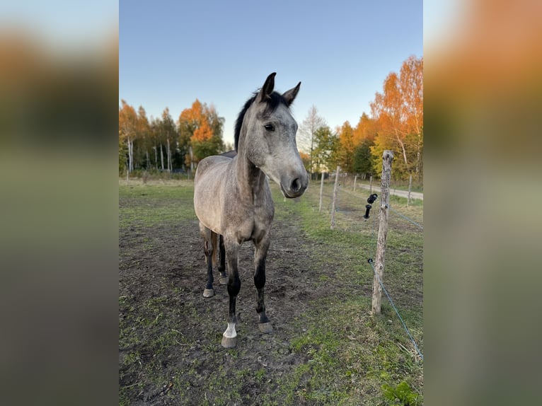 Demi-sang polonais Croisé Hongre 4 Ans 153 cm Gris in Zgierz