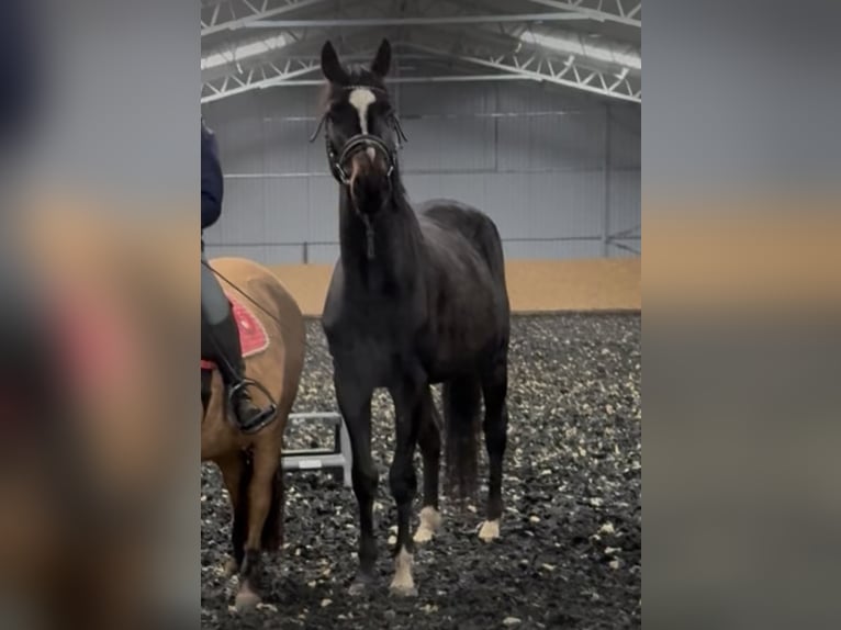 Demi-sang polonais Hongre 4 Ans 160 cm Bai brun in Seelow