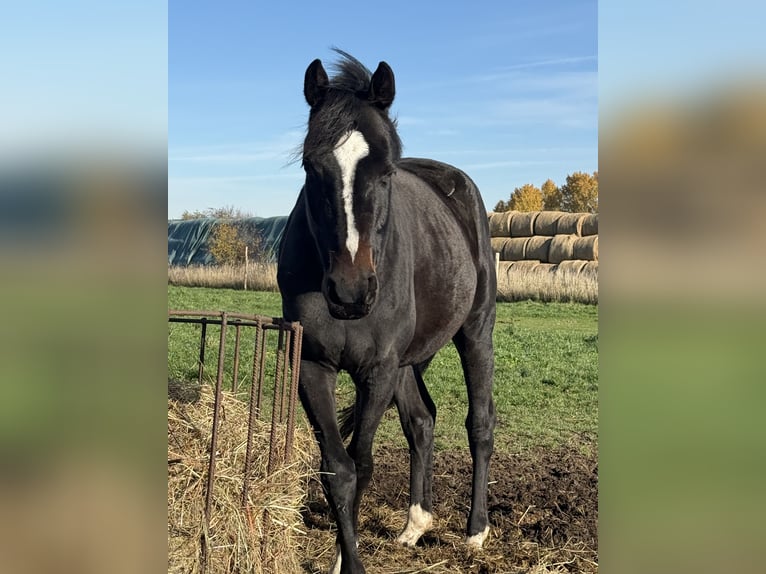 Demi-sang polonais Hongre 4 Ans 160 cm Bai brun in Seelow