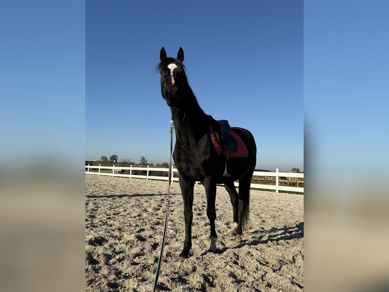 Demi-sang polonais Hongre 4 Ans 160 cm Bai brun in Seelow