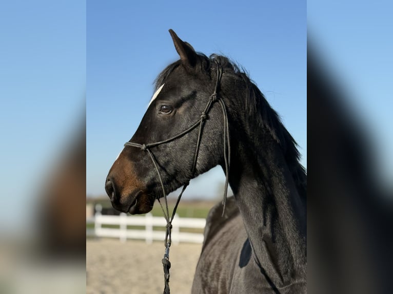 Demi-sang polonais Hongre 4 Ans 160 cm Bai brun in Seelow