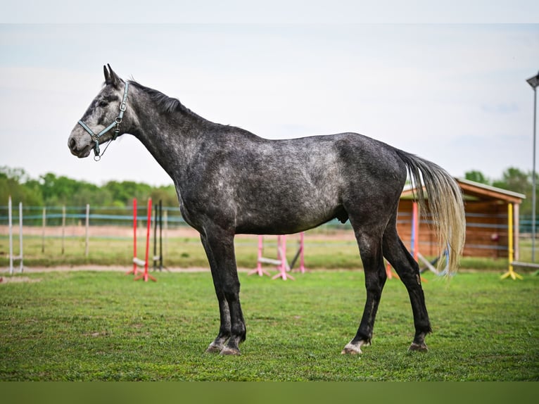 Demi-sang polonais Hongre 4 Ans 170 cm Gris in Zakrzyce