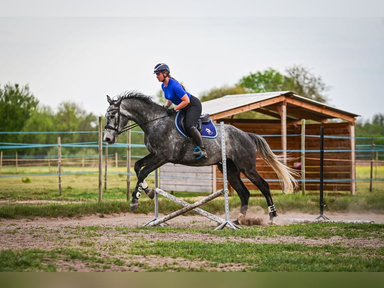 Demi-sang polonais Hongre 4 Ans 170 cm Gris in Zakrzyce