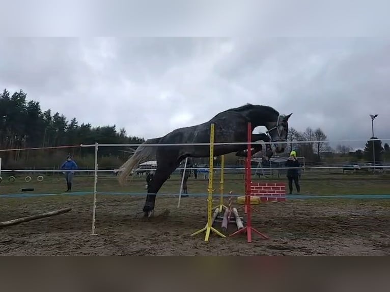Demi-sang polonais Hongre 4 Ans 173 cm Gris in Zakrzyce