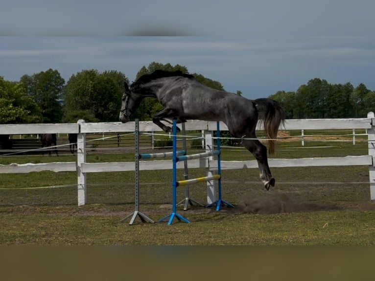 Demi-sang polonais Hongre 4 Ans 173 cm Gris in M&#x105;koszyce
