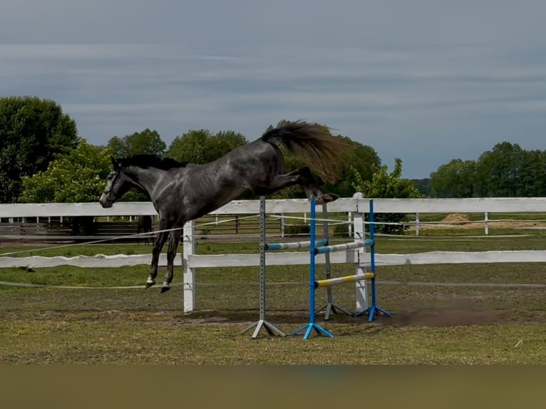Demi-sang polonais Hongre 4 Ans 173 cm Gris in M&#x105;koszyce