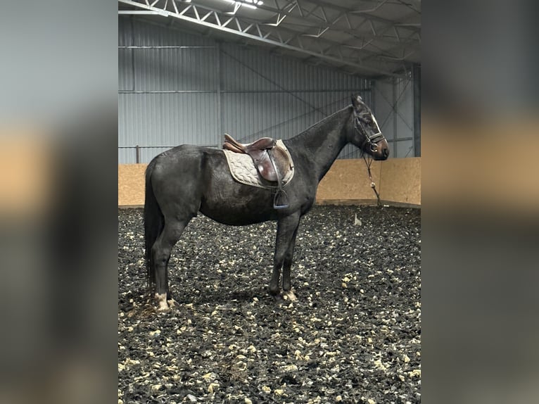 Demi-sang polonais Hongre 5 Ans 160 cm Bai brun in Seelow