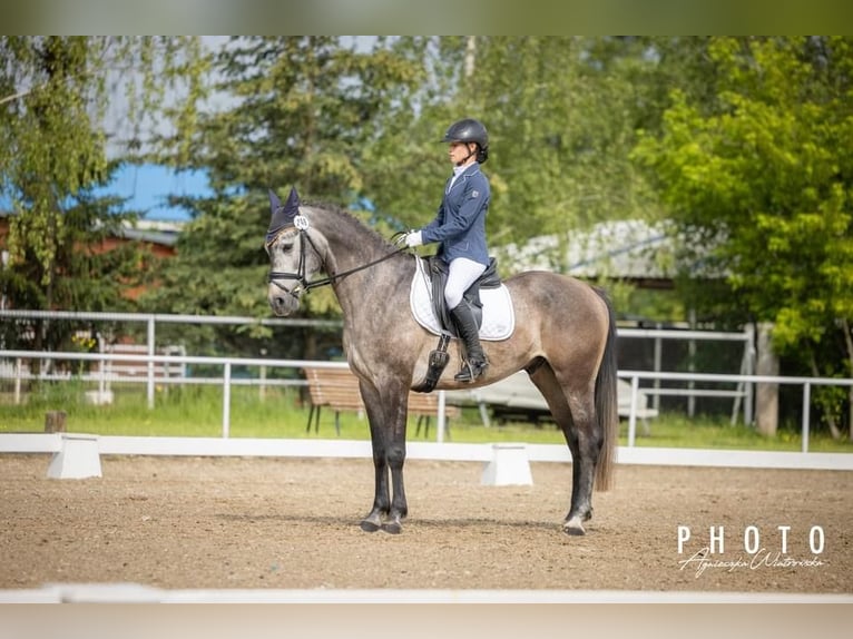 Demi-sang polonais Hongre 5 Ans 163 cm Gris in Piotrków Kujawski