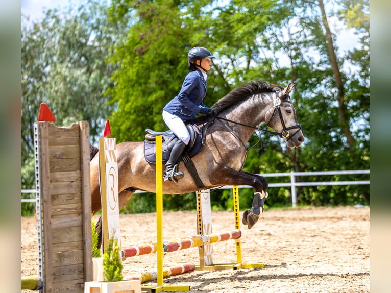 Demi-sang polonais Hongre 5 Ans 163 cm Gris in Piotrków Kujawski