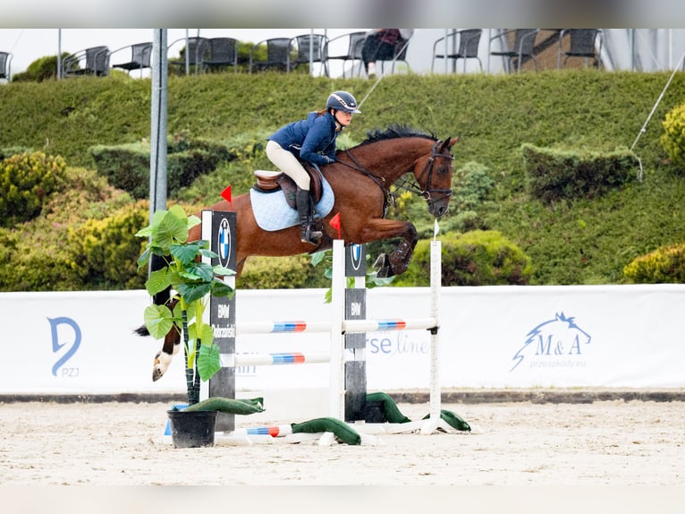 Demi-sang polonais Hongre 5 Ans 164 cm Bai in Łaziska Górne