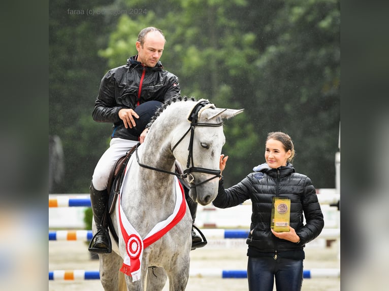 Demi-sang polonais Hongre 5 Ans 168 cm Gris pommelé in Pierściec