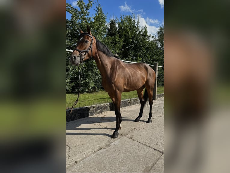 Demi-sang polonais Hongre 6 Ans 161 cm Bai cerise in Budzyń