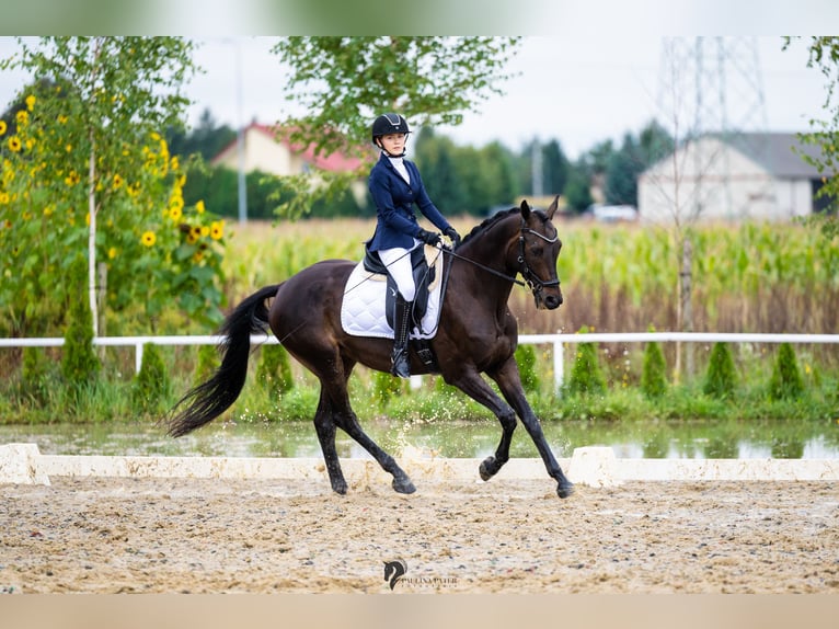 Demi-sang polonais Hongre 6 Ans 164 cm Bai brun in Bia&#x142;a Podlaska