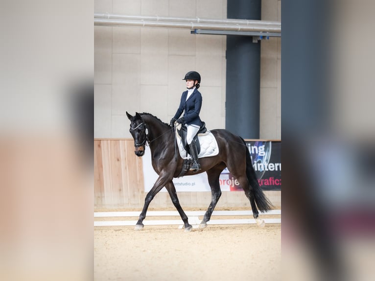 Demi-sang polonais Hongre 6 Ans 164 cm Bai brun in Bia&#x142;a Podlaska