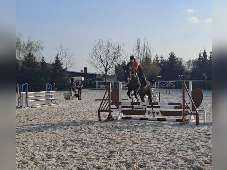 Demi-sang polonais Hongre 6 Ans 165 cm Noir in Lasocice