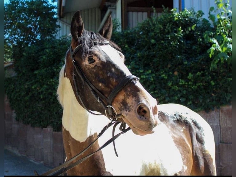 Demi-sang polonais Croisé Hongre 6 Ans 165 cm Pinto in Schwaigern