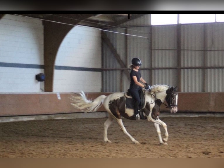 Demi-sang polonais Croisé Hongre 6 Ans 165 cm Pinto in Schwaigern