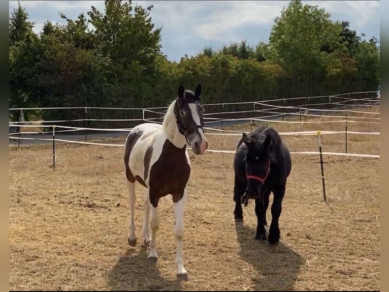 Demi-sang polonais Croisé Hongre 6 Ans 165 cm Pinto in Schwaigern