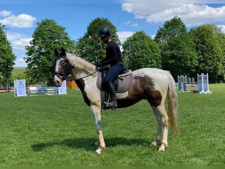 Demi-sang polonais Croisé Hongre 6 Ans 165 cm Pinto in Schwaigern