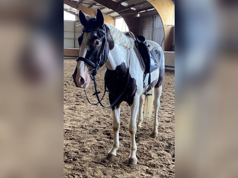 Demi-sang polonais Croisé Hongre 6 Ans 165 cm Pinto in Schwaigern