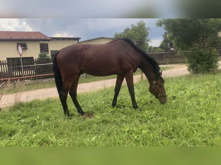 Demi-sang polonais Hongre 6 Ans 173 cm Bai cerise in Pszczyna