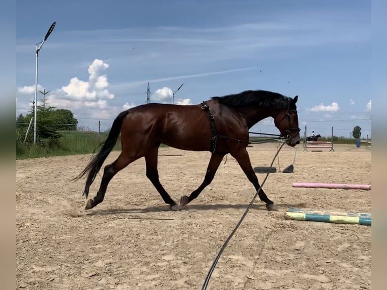 Demi-sang polonais Hongre 6 Ans 173 cm Bai cerise in Pszczyna