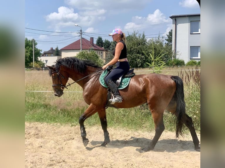 Demi-sang polonais Hongre 6 Ans 173 cm Bai cerise in Pszczyna