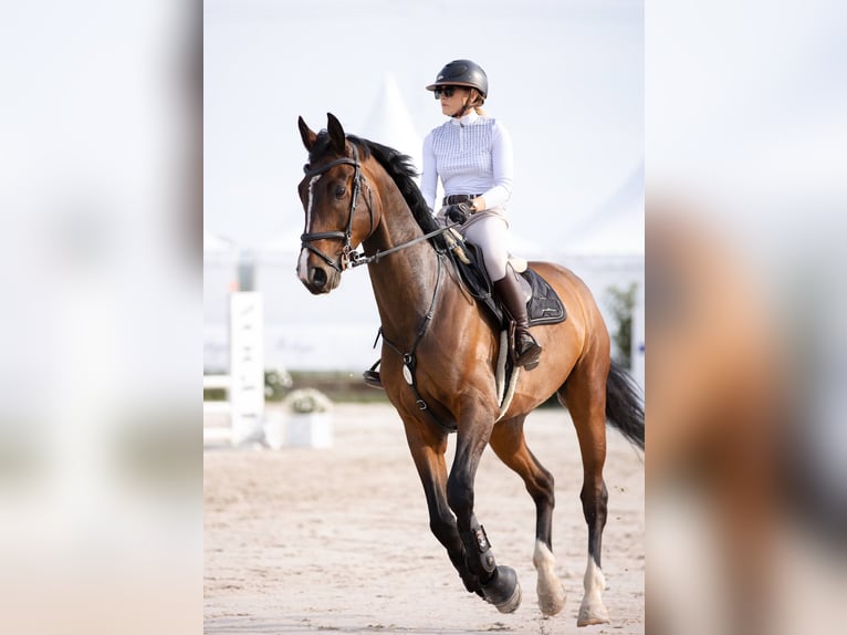 Demi-sang polonais Hongre 6 Ans 177 cm Bai brun in Stanis&#x142;aw&#xF3;w Drugi