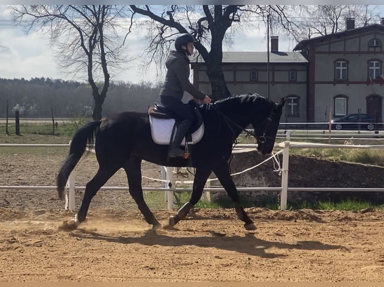 Demi-sang polonais Hongre 7 Ans 160 cm Noir in Leszno