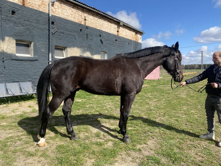 Demi-sang polonais Hongre 7 Ans 160 cm Noir in Leszno
