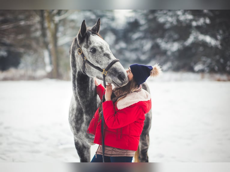 Demi-sang polonais Hongre 7 Ans 172 cm Gris in Dobrzeń Wielki