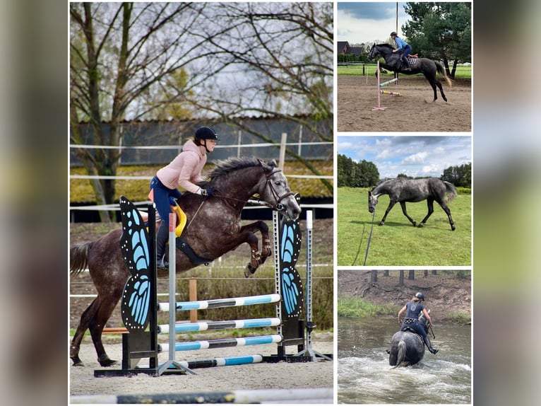 Demi-sang polonais Hongre 7 Ans 172 cm Gris in Dobrzeń Wielki