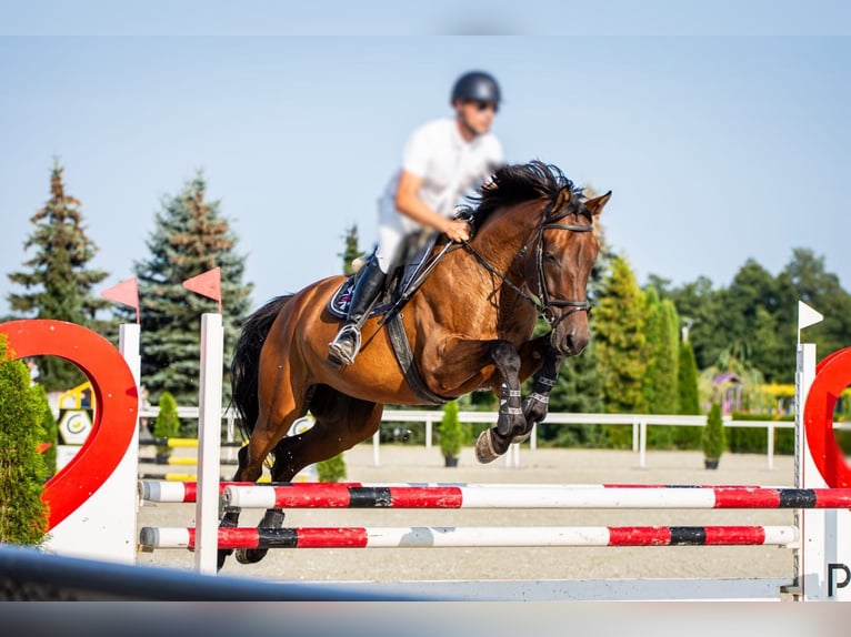 Demi-sang polonais Hongre 7 Ans Bai cerise in Prażmów