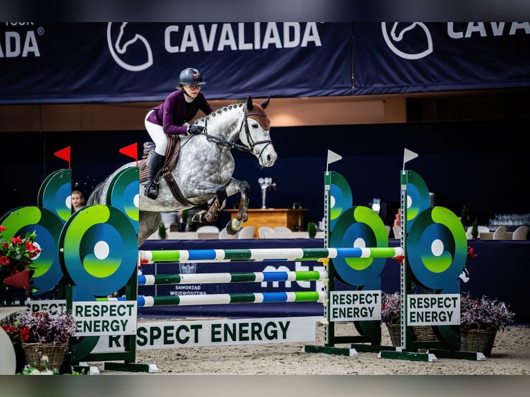 Demi-sang polonais Hongre 7 Ans Gris in Malcz&#xF3;w
