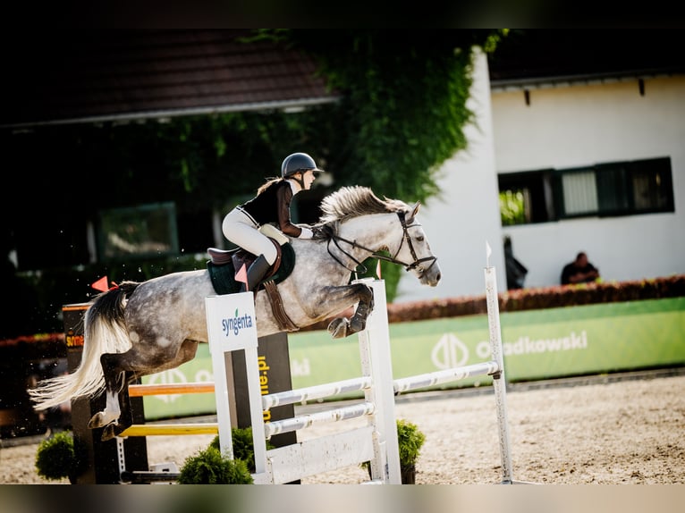 Demi-sang polonais Hongre 7 Ans Gris in Malcz&#xF3;w