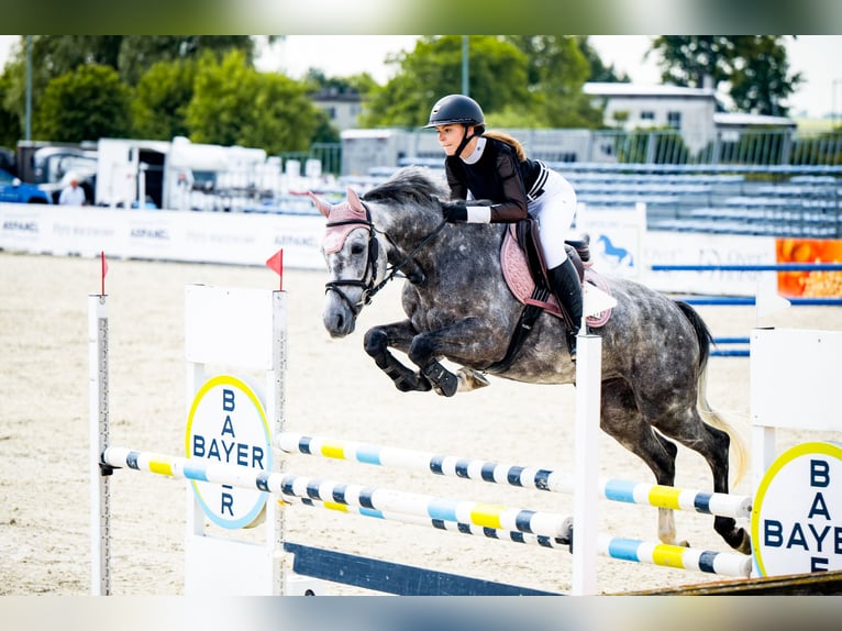 Demi-sang polonais Hongre 7 Ans Gris in Malcz&#xF3;w