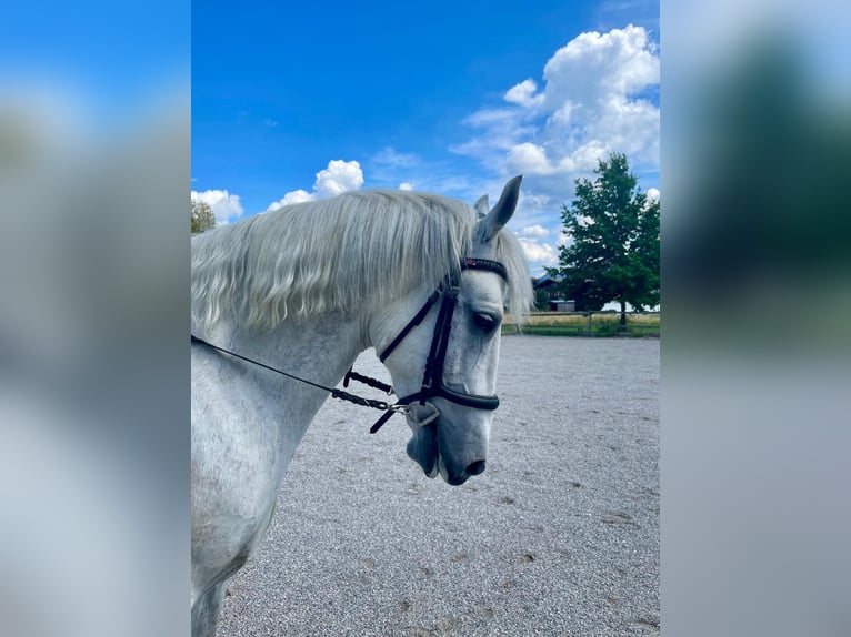 Demi-sang polonais Hongre 8 Ans 164 cm Gris in MarquartsteinMarquartstein