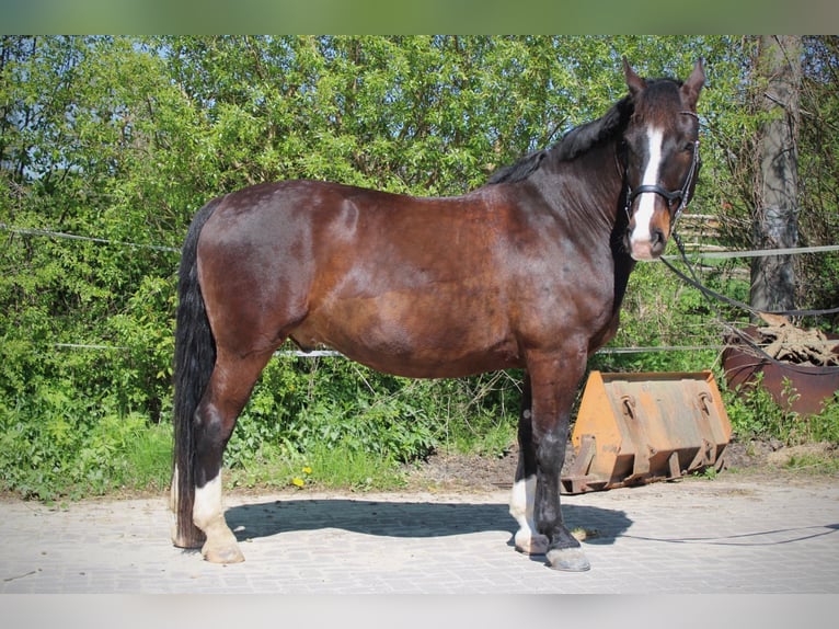 Demi-sang polonais Hongre 8 Ans 165 cm Bai brun in Lüchow